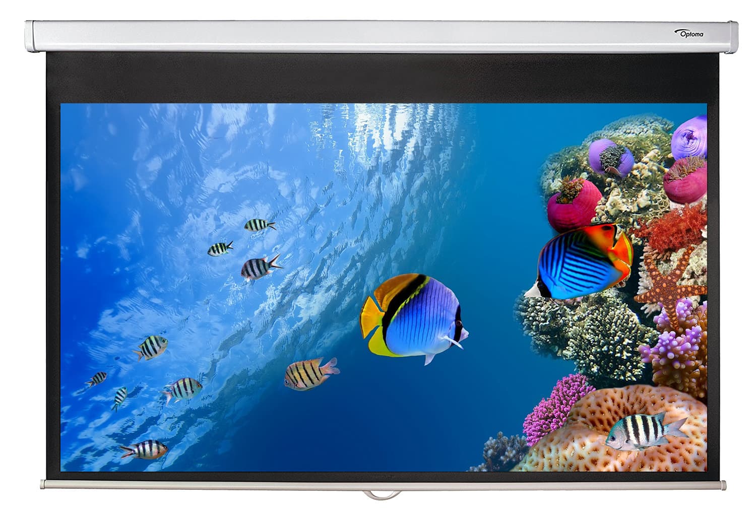 Optoma Manuelle Projektionsleinwand 203x114 92"
